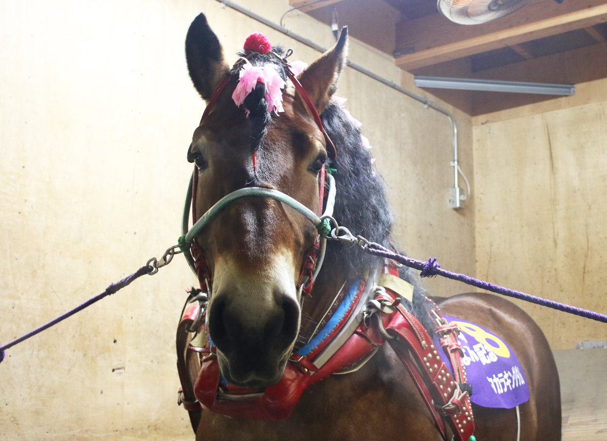 ばんえい競馬 重賞「#ばんえい記念」出走馬】 2025/3/16（日）第12競走