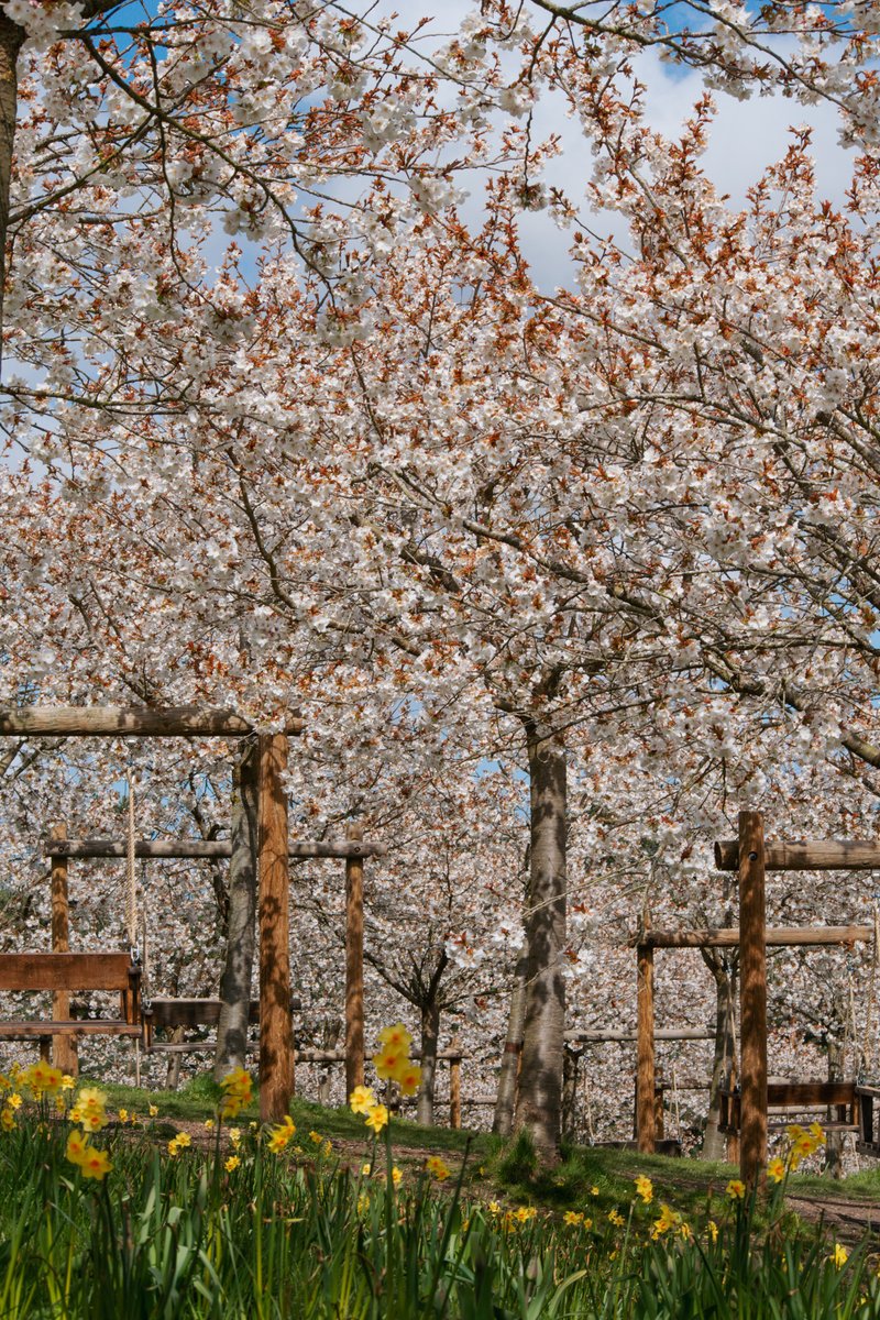 🌼 We've been delighted to see the first signs of spring across #Northumberland:

🐦 Puffins return to Coquet Island and the Farne Islands
🐑 Lambs frolic in green fields
🌷 Wildflowers paint the landscapes
🌸 The cherry blossoms at Alnwick Garden will soon arrive