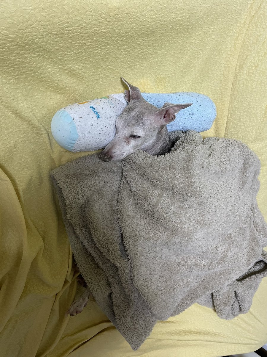 今日のピース　
フィロコックス57   1錠
動物用ウェルメイト半錠
CBDオイル朝と昼と夜に4滴づつ
寝る前にソメリン10mg
まだ調子が戻らないピースですが、徐々に食欲が戻ってきました。がんばれピース‼︎