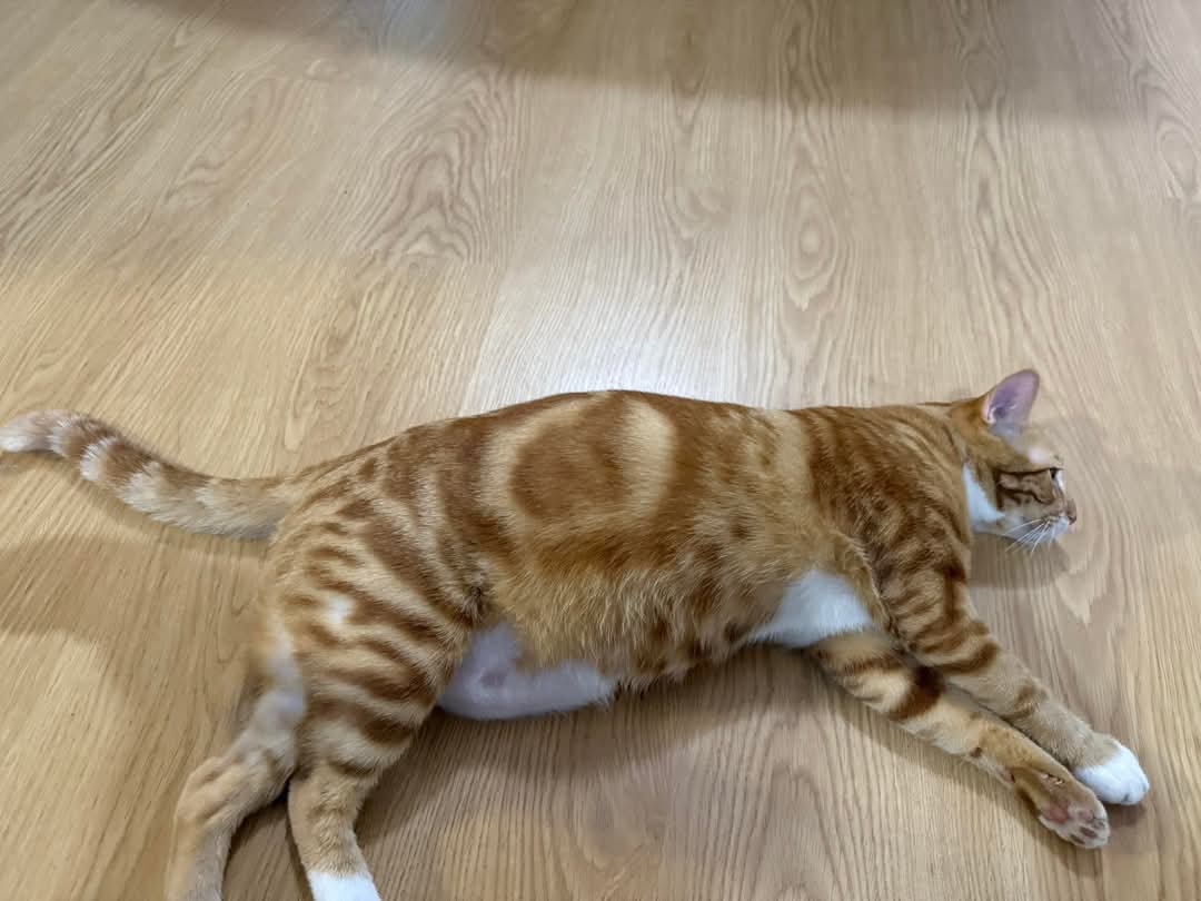 cats_rehome's tweet photo. 📌Cyberjaya

Salam Admin saya nk mintak tolong untuk post kan cats for rehome .

Nama : Hoshi and Mochi 
Umur : 1 year 3months and 8months
Type : Classic tabby
Health : Good Health, Nuetered , Deworm , Deflea 
Item include : Foods for a few weeks, Automatic food despenser, Water dispenser, Litter Box, Cat Tower . 

Adress : Cyberjaya 
Reason to rehome : Owner develop cats fur allergic and worsen asthma.
No : 01154231105