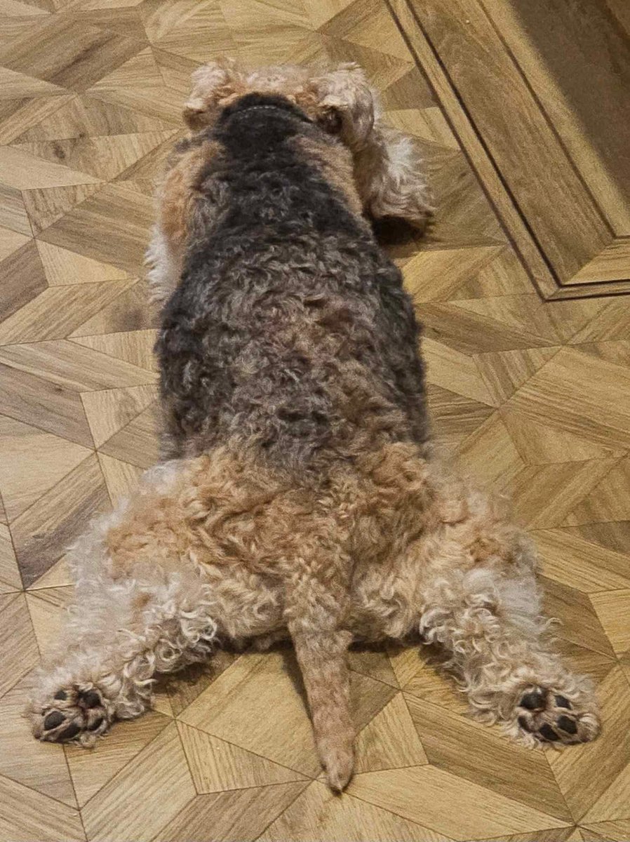 Morning pals! Bit tired after this morning’s walk! 🐾🐾🐶🐶