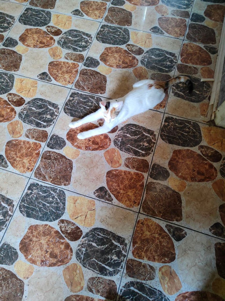 Друзья в Тбилиси! Очень нужна передержка для кошки Безе 

Ей два года, вместе с мамой она была общедомовой кошкой, мама недавно умерла, а за Безе ухаживать из жильцов никто не захотел, кошку приходится увозить, хозяева нашлись уже в Варшаве, но  забрать ее смогут только через 2-3