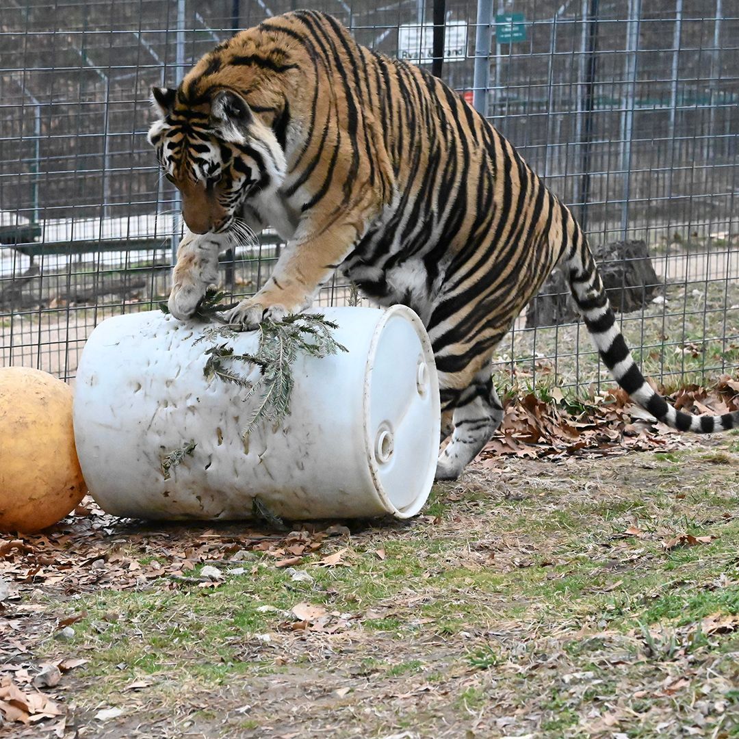 turpentinecreek's tweet image. A Boy and His Barrel - Chuff Tiger enjoys all his toys, but his barrels are his favorites.

#Chuff #boytoys #bigboytoys #tiger #tigers #bigcats #TCWR #TurpentineCreek #GFAS #GlobalFederationAnimalSanctuaries #RescueToRefuge  #Sanctuary #BigCat #Cats #refuge #barrel #TOYS