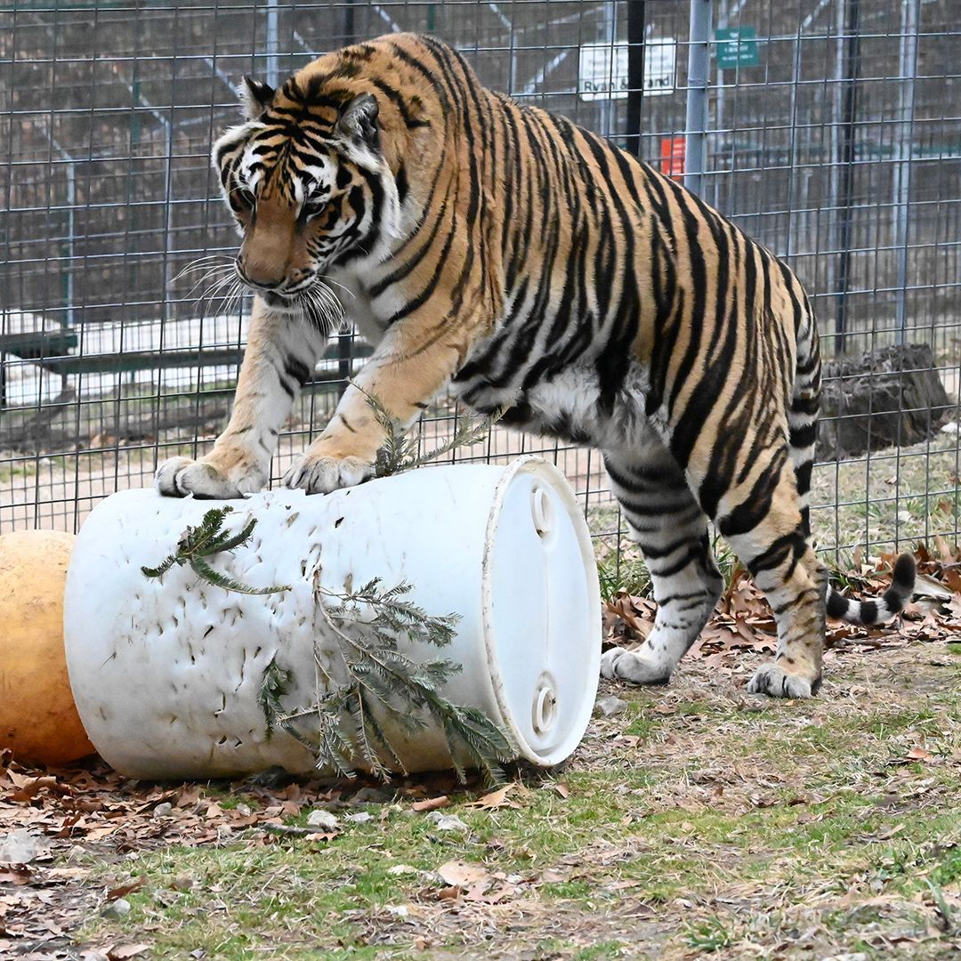 turpentinecreek's tweet image. A Boy and His Barrel - Chuff Tiger enjoys all his toys, but his barrels are his favorites.

#Chuff #boytoys #bigboytoys #tiger #tigers #bigcats #TCWR #TurpentineCreek #GFAS #GlobalFederationAnimalSanctuaries #RescueToRefuge  #Sanctuary #BigCat #Cats #refuge #barrel #TOYS