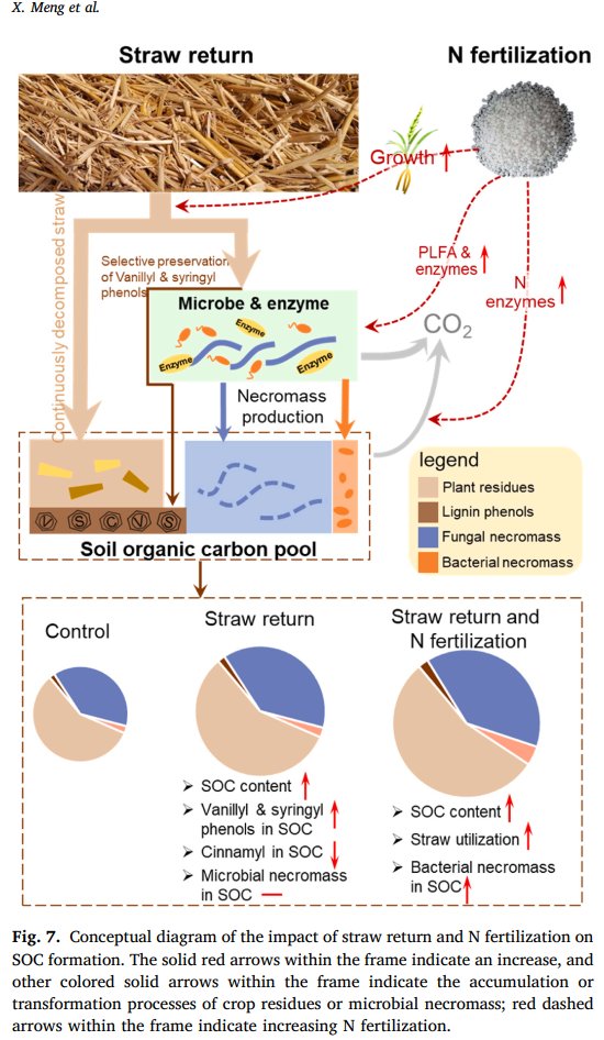 Yakov Kuzyakov . . . priming Soil Science (@ykuzyakov) on Twitter photo 💥New HOT & HIGHLY CITED paper:
💥Nitrogen #fertilizer builds #soil organic #carbon with straw return via microbial necromass
<a href="/SoilBiolBiochem/">Soil Biology & Biochemistry Journal</a>
doi.org/10.1016/j.soil…
#SoilOrganicMatter #sequestration #microbialbiomass #PLFA #nitrogen #MicrobialNecromass #soilbacteria #soilfungi 💥New HOT & HIGHLY CITED paper:
💥Nitrogen #fertilizer builds #soil organic #carbon with straw return via microbial necromass
<a href="/SoilBiolBiochem/">Soil Biology & Biochemistry Journal</a>
doi.org/10.1016/j.soil…
#SoilOrganicMatter #sequestration #microbialbiomass #PLFA #nitrogen #MicrobialNecromass #soilbacteria #soilfungi