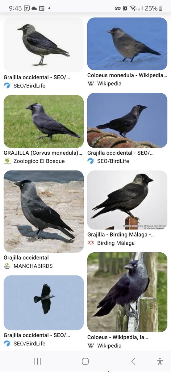 Me ha dado por querer tener una garjilla de mascota, pero parece que es imposible de conseguir
La garjilla es el pajaro de la foto