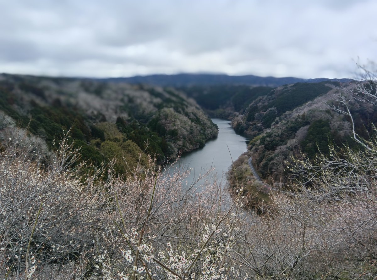 jto24294's tweet photo. 今年も月ヶ瀬村　20日23日くらいが最も良いかもしれませんね。 https://t.co/fOTV6OkVVo
