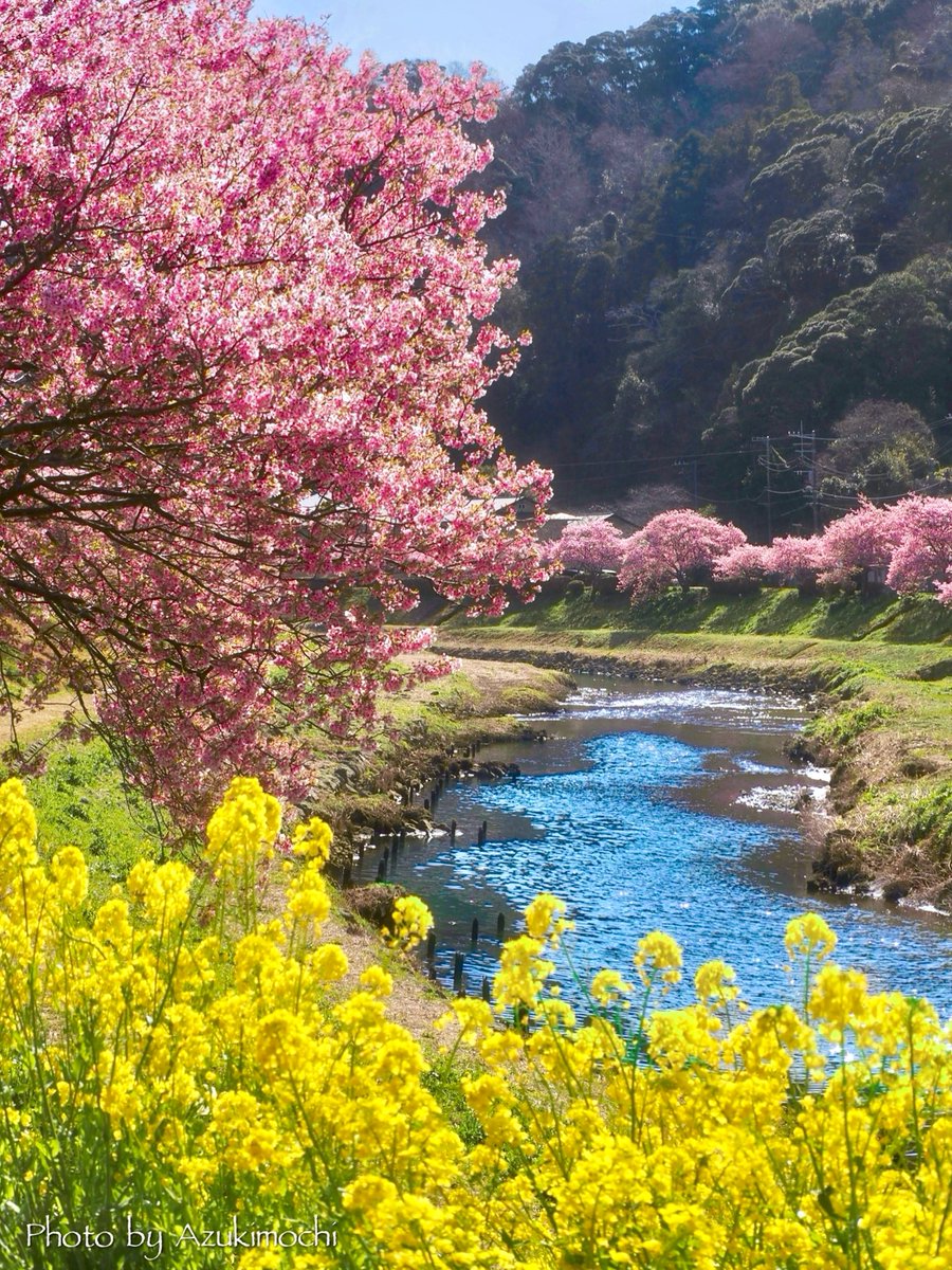 azukimochi_room's tweet photo. 夢のような春を見た🌸🌼*:･ﾟ

3月10日  下賀茂温泉 https://t.co/s2RR5MvabS