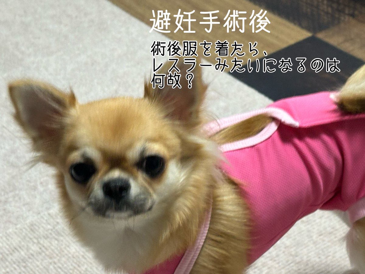 この現象、どれだけ可愛い犬も、みんななるのかな？

術後服を着たらどうしてもレスラーになってしまう件。
#チワワ #術後服 #会社の犬 #仕立屋甚五郎
