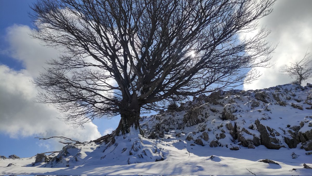 SusanaArrese's tweet photo. #Kakuta - #Erlo - #Xoxote #Natura #Azkoiti #Azpeiti https://t.co/6oZbRn6ilC
