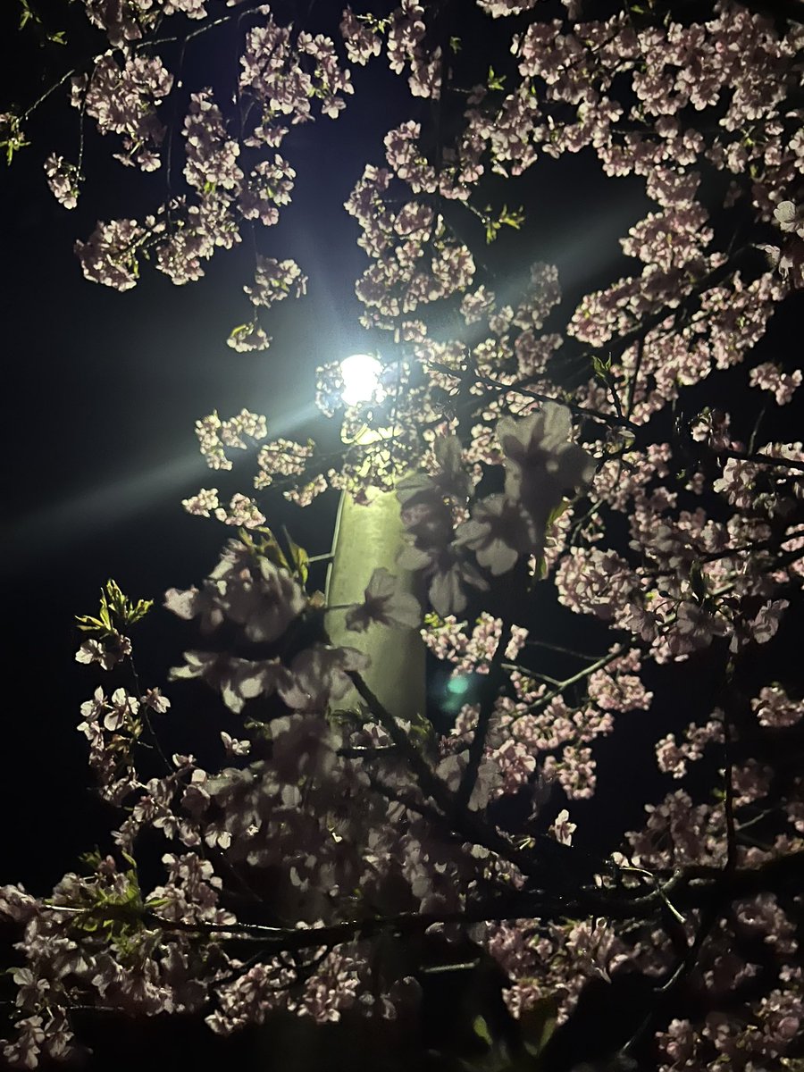 Mm____0825's tweet photo. バイトやめたから久しぶりに夜散歩したら河津桜咲いてたよ
雨降りやがったからむかついたけども
#写真　#桜 https://t.co/VQoCltFjYr