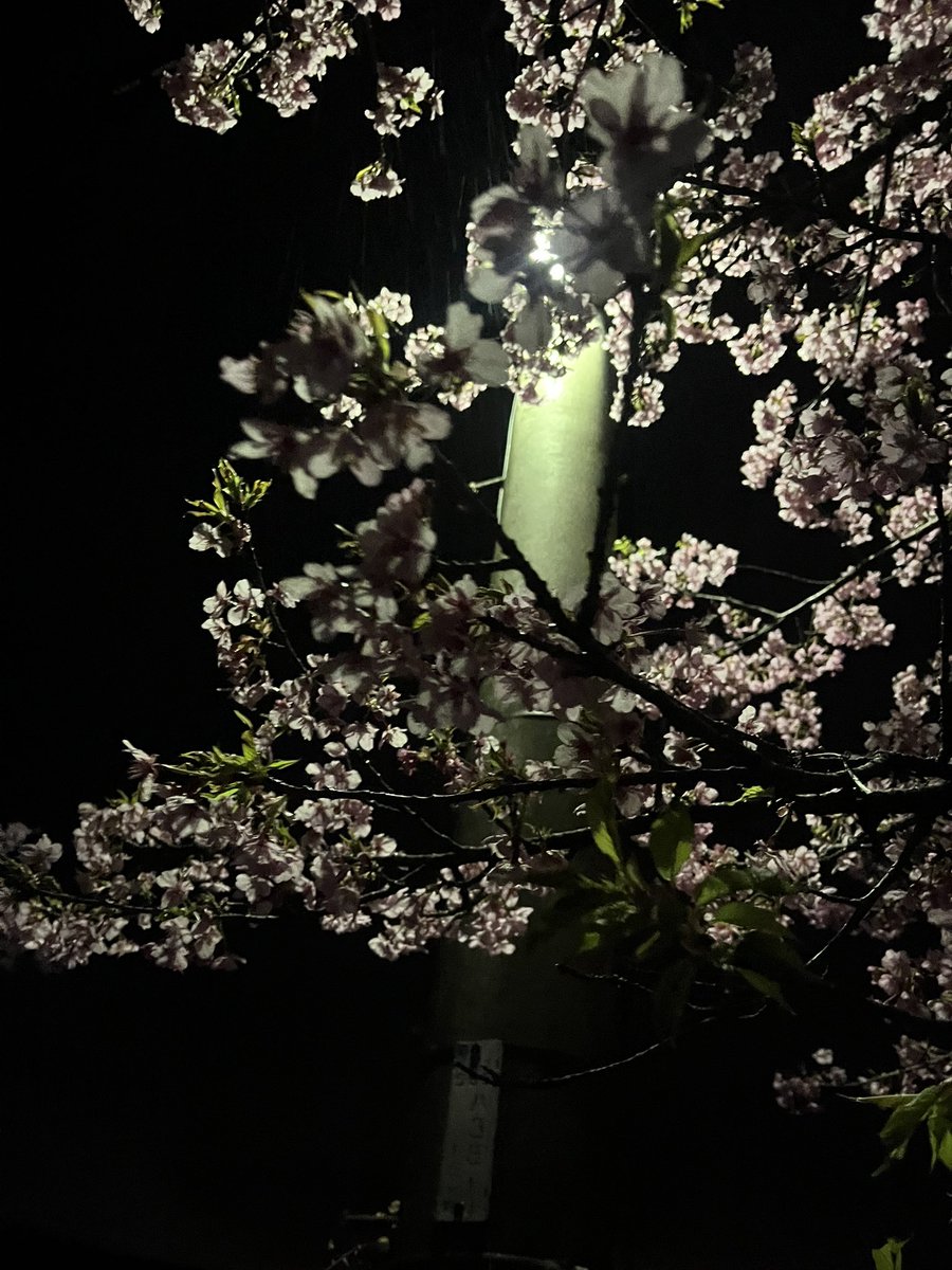 Mm____0825's tweet photo. バイトやめたから久しぶりに夜散歩したら河津桜咲いてたよ
雨降りやがったからむかついたけども
#写真　#桜 https://t.co/VQoCltFjYr