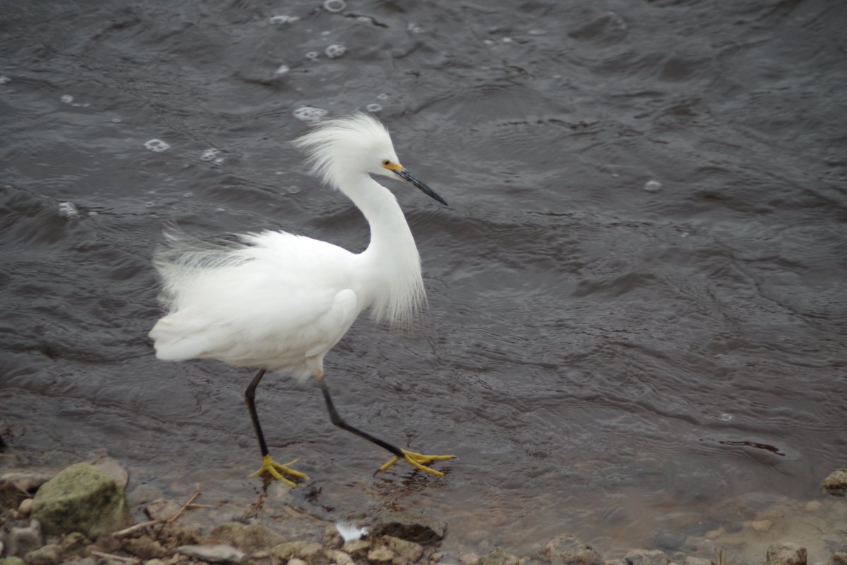 ufpjhansen's tweet photo. A beautiful snowy egret at La Chua Trail. @PrairiePaynes #floridaexplored #wildflorida @Gainesville https://t.co/u7TSnkSB3j