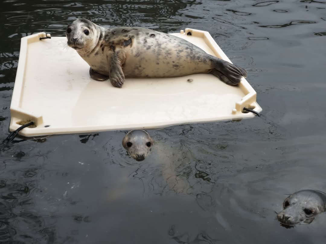 Sealyne_'s tweet photo. APPARENTLY THIS SEAL HAS BEEN LETTING THE BOYS IN THE WATER PUSH HER AROUND ON THE FLOATIE THATS SO CUTE 😭😭 https://t.co/B5spJtdUb5