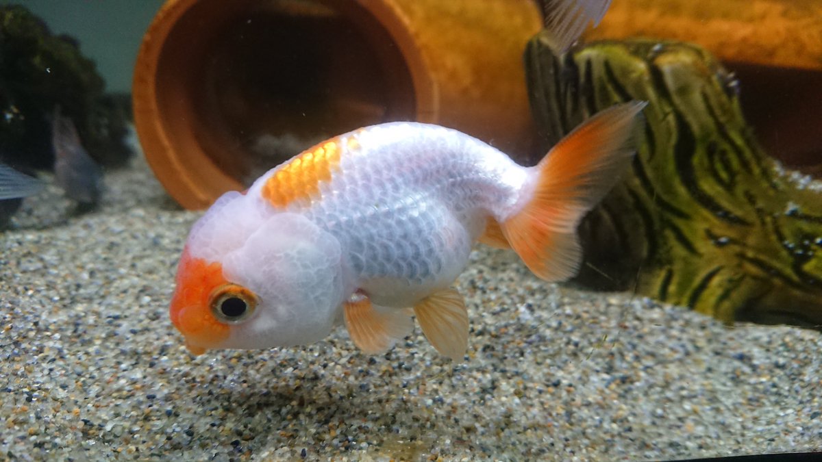 夜の魚