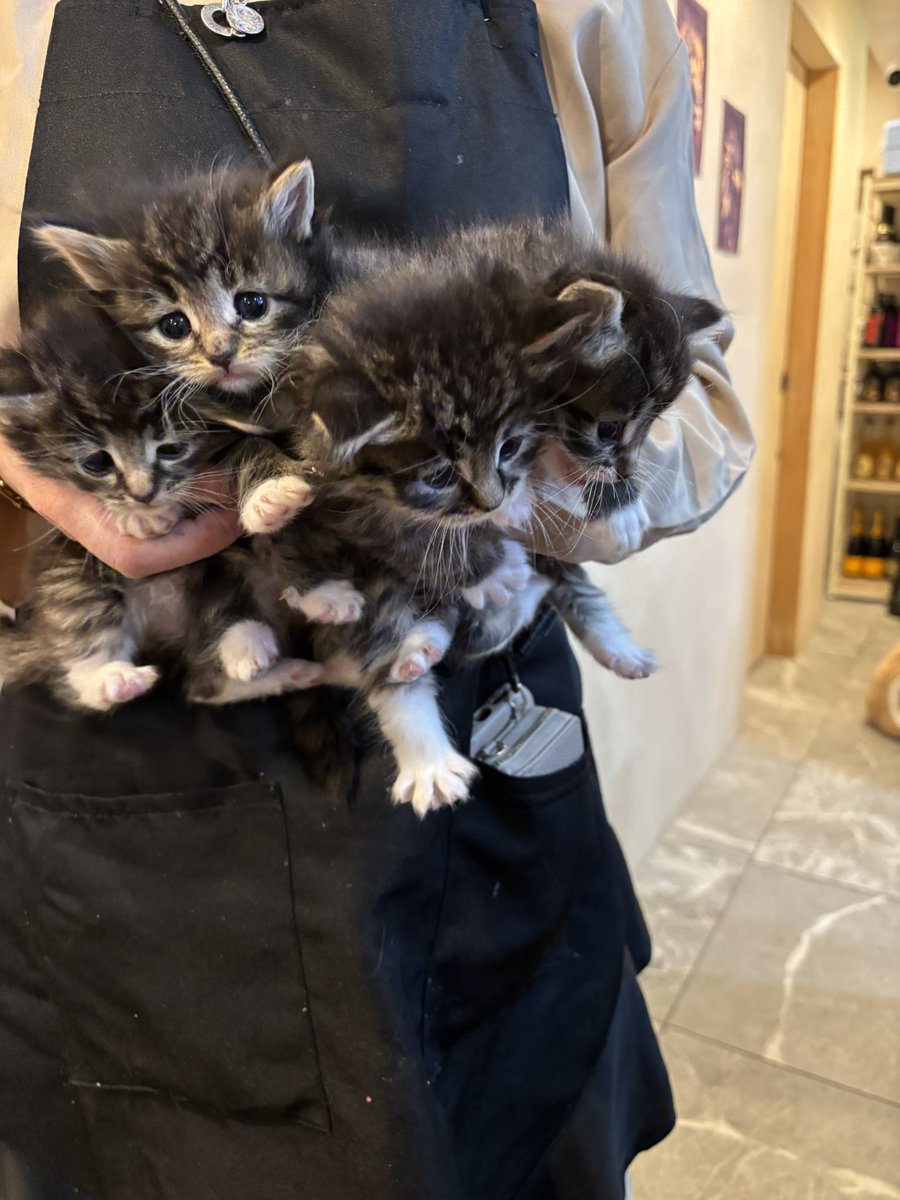 🐱ちゃんを飼おうか本気で悩み中。日中はケージに入れてお留守番させたい。
がケージどこに置く？  
  #ノルウェージャンフォレストキャット