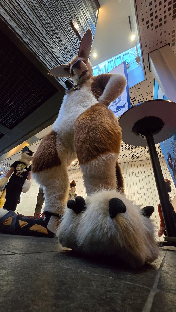 Fuzzy-the-Fox (@trainfuzzy) on Twitter photo Hey there. Hope you like the view on these massive stompers 
#NFC2025 #Paws Hey there. Hope you like the view on these massive stompers 
#NFC2025 #Paws