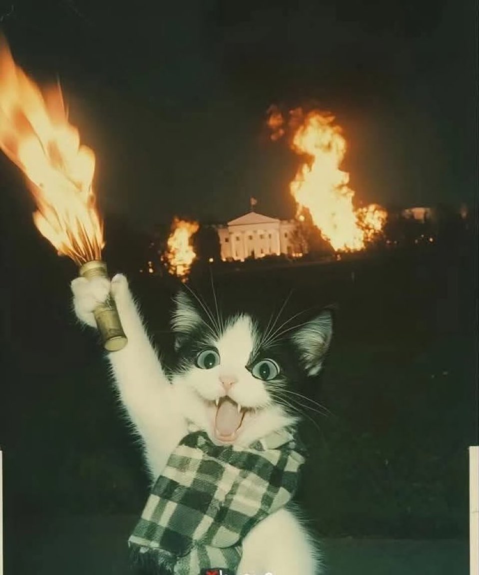 catshouldnt's tweet image. 