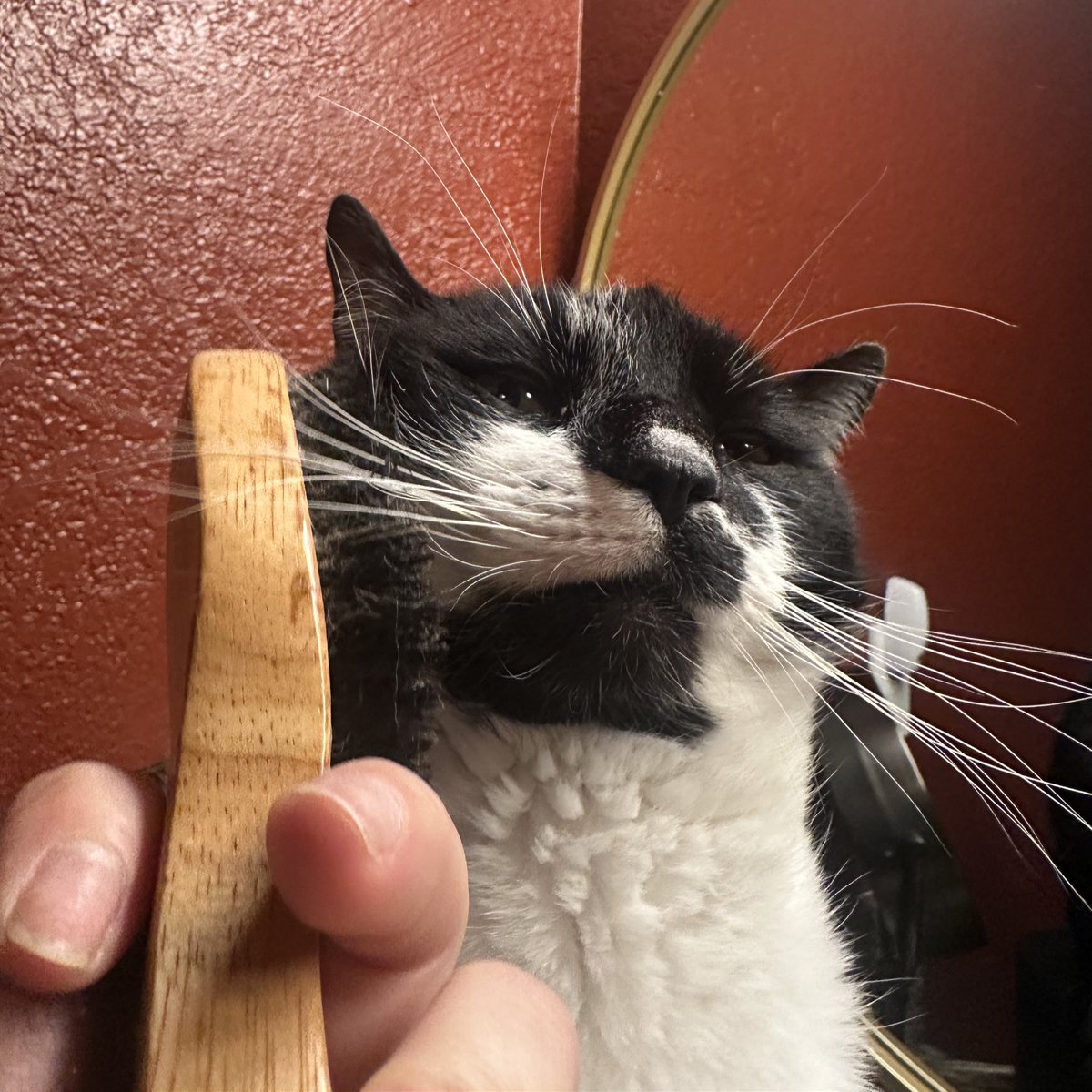 Mr. Kitty tweet media