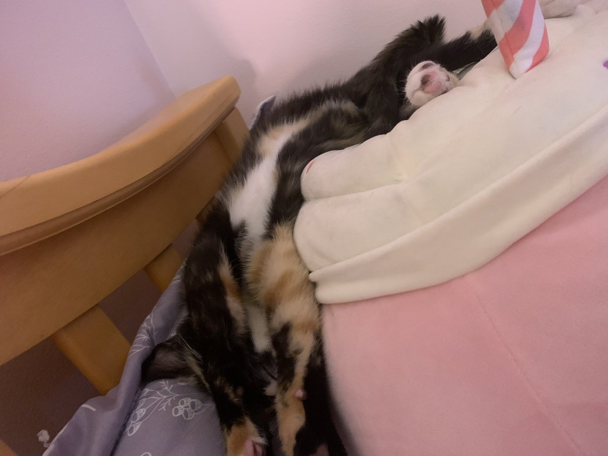 starryyas's tweet photo. some pictures from the first few days of having her! introducing her to one of our dogs and just getting to know her 💜 https://t.co/pzhFMCvzqb