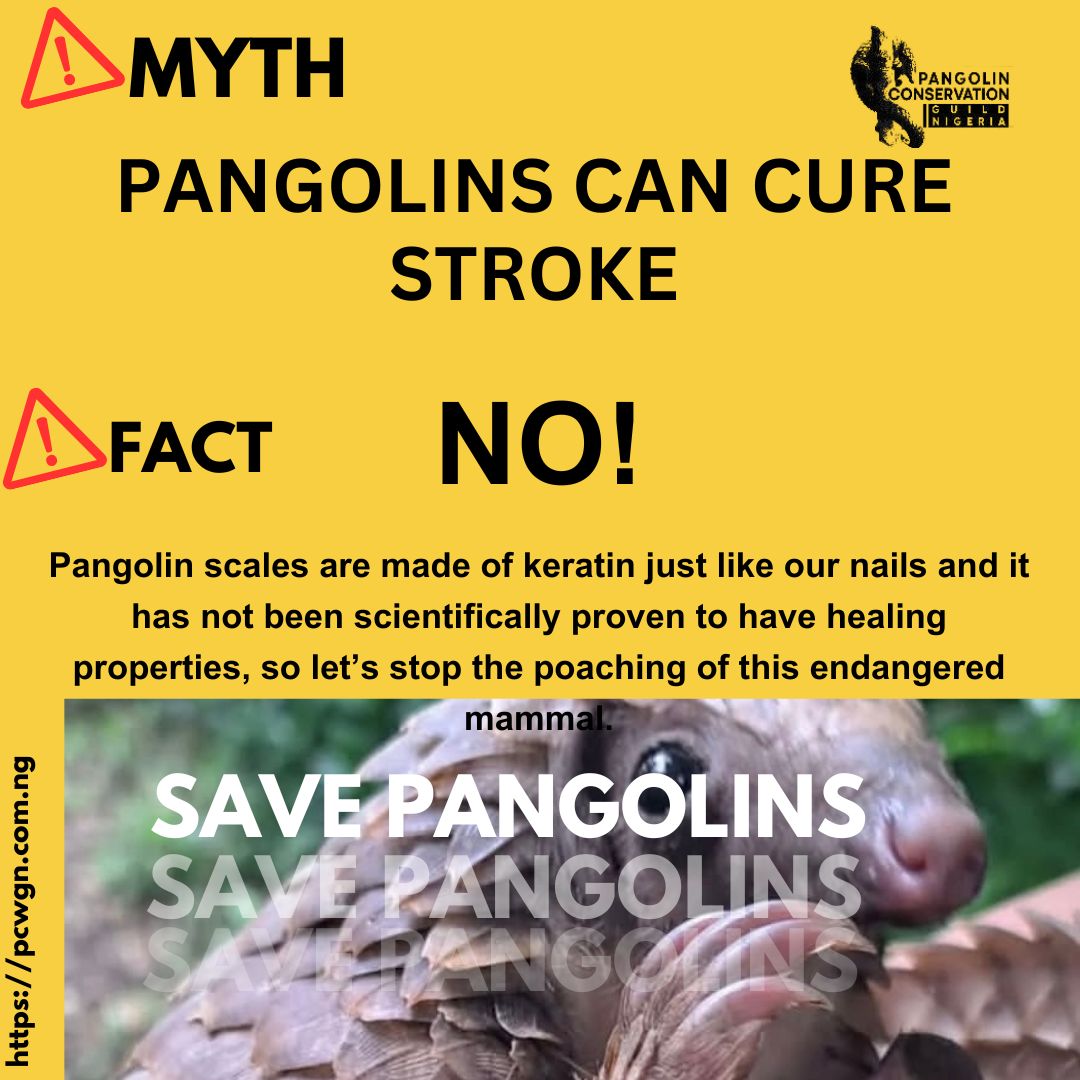 ⚡Myth: Pangolins can cure stroke.
✔️Fact: There is no scientific evidence that pangolins or their body parts can cure stroke or any other illness. Their scales are made of keratin—the same material as human fingernails and hair—offering no medicinal properties.  #savepangolins