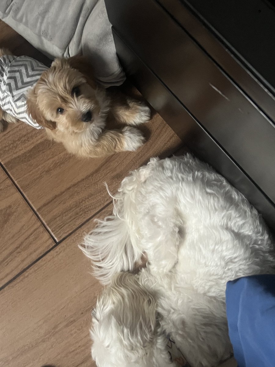 peravi's tweet image. El indigente no quiere usar la cama. Siguiente foto esperando que la Dana se distraiga para chuparle la teta pero se ensartará porque mi hija está seca jaja🤭 y le pongo pañal porque orina cada 5 min y si mis perros pisan ensuciaran y me botan de la casa si pasa eso. 😖