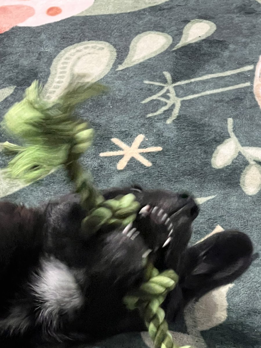 Meet Wrex! 🥹❤️🐶 our newest family member! He’s a 10 week old (guesstimate), retriever, Labrador retriever, and german shepherd mix! We adopted him yesterday, and we’re so excited for all the adventures to come! Moose is a big brother now! ☺️