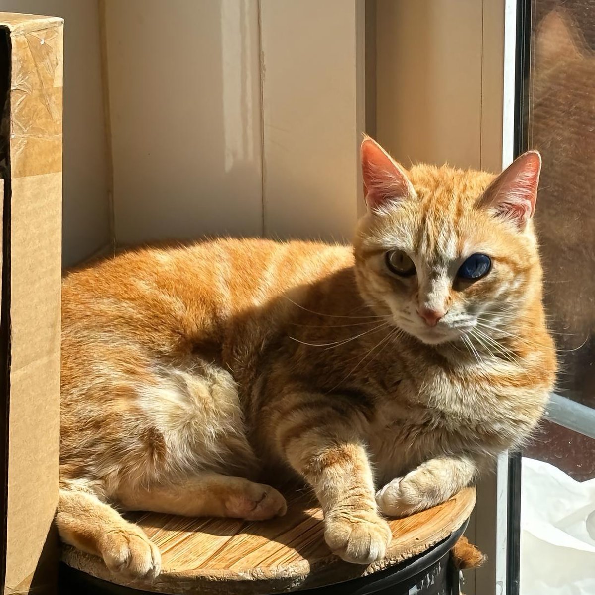 Punch Cat (@punchingcat) on Twitter photo 