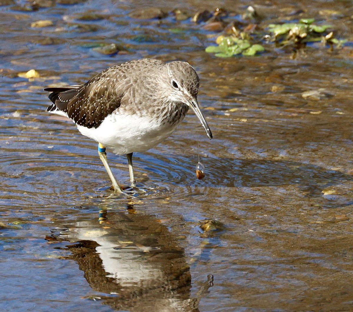 Green Sandpiper coughing out a pellet. Pink due to its diet of freshwater shrimps. Lemsford Springs HMWT Reserve. #hertsbirds <a href="/HMWTBadger/">Herts & Middlesex Wildlife Trust</a>