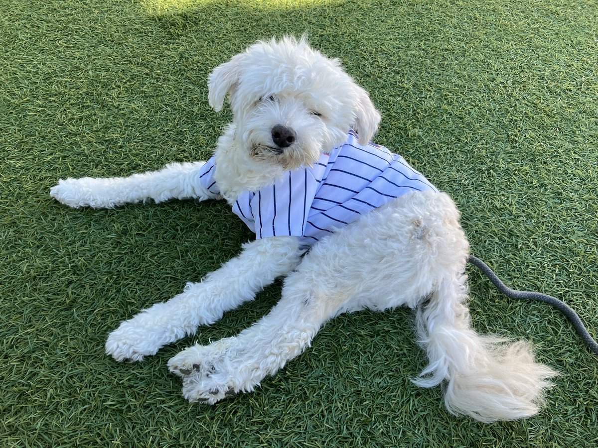 jrnerad's tweet photo. My 18-year-old dog Austin woke me up at exactly 3:05 am so I could watch the #Cubs in the  #TokyoSeries here in #SoCal https://t.co/TSk7PfgmuO