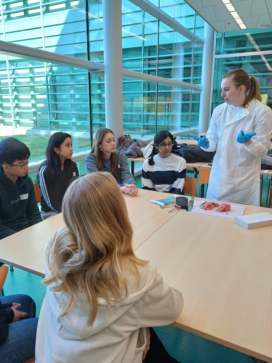 hersenolympiade's tweet image. The calf brain dissection! Wow, how cool is this for our participants! @BreininBeeld