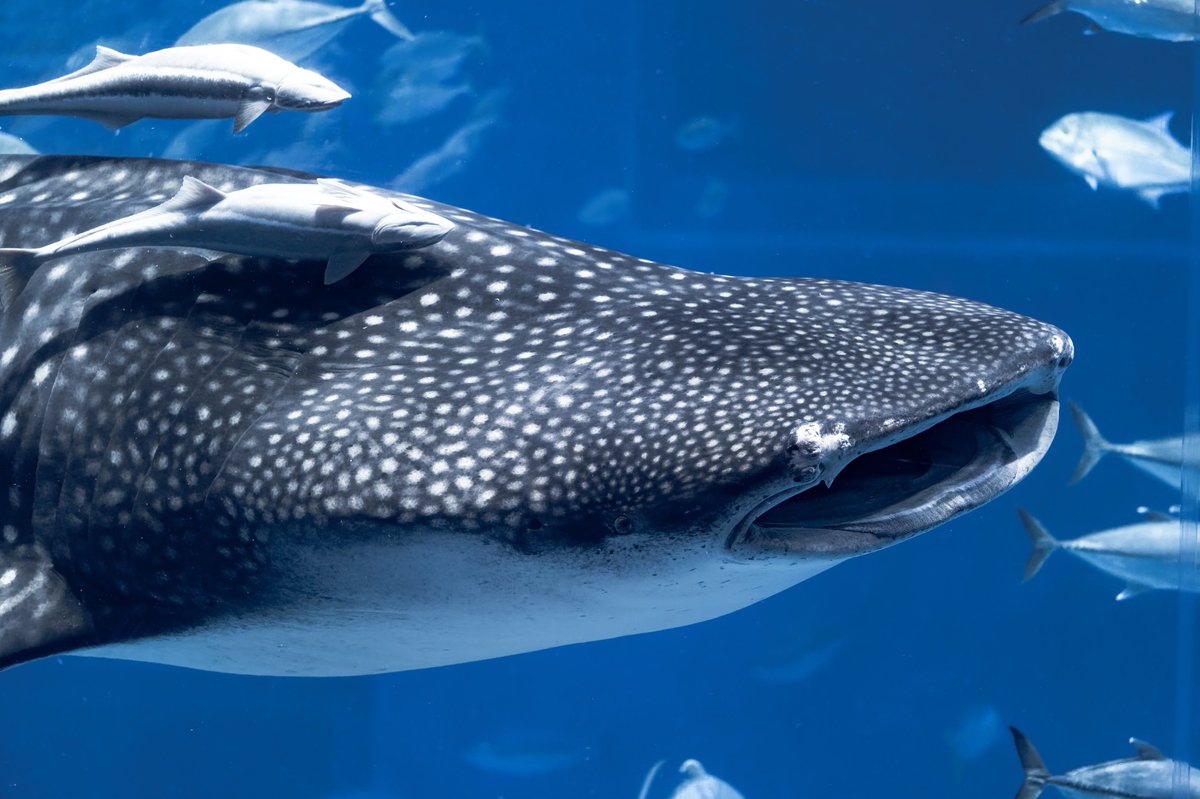 t_aqu_'s tweet image. 美ら海水族館で飼育されているジンベエザメは今月で飼育30年目(世界最長!!)

飼育初期→現在
体長4.6m→8.8m、体重800kg→6000kg

凄まじい成長ですね