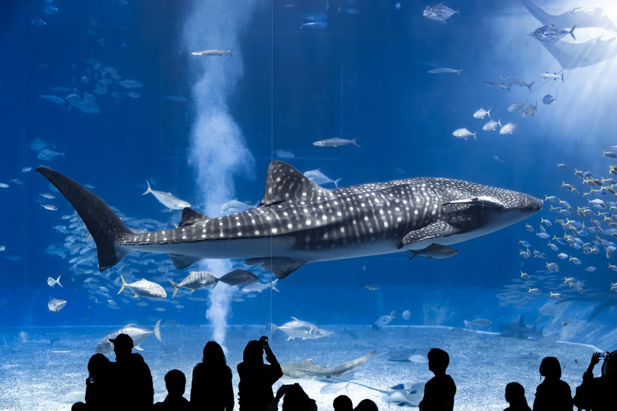 t_aqu_'s tweet image. 美ら海水族館で飼育されているジンベエザメは今月で飼育30年目(世界最長!!)

飼育初期→現在
体長4.6m→8.8m、体重800kg→6000kg

凄まじい成長ですね