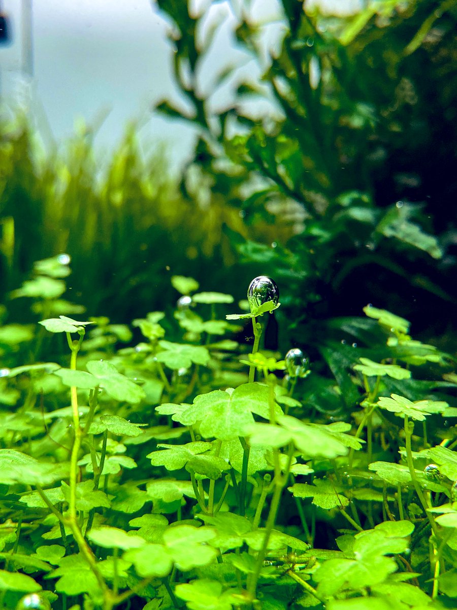 気泡が美しい🌿✨