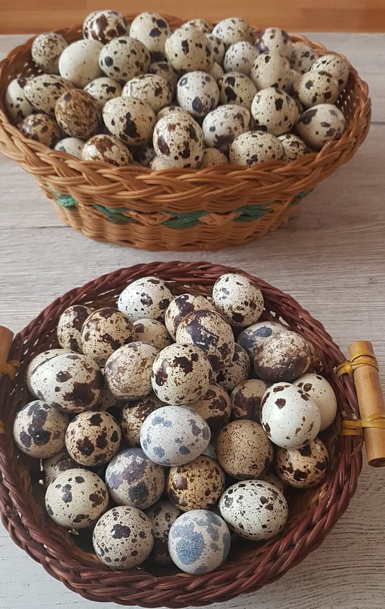 EkoFarmaSibnica's tweet photo. Побољшавају крвну слику

Висок садржај гвожђа и витамина Б12 помаже у лечењу анемије и побољшава производњу црвених крвних зрнаца.

Смањују умор и вртоглавицу повезану с недостатком гвожђа.🐦🌿🥚 https://t.co/wM1QgWLK3B
