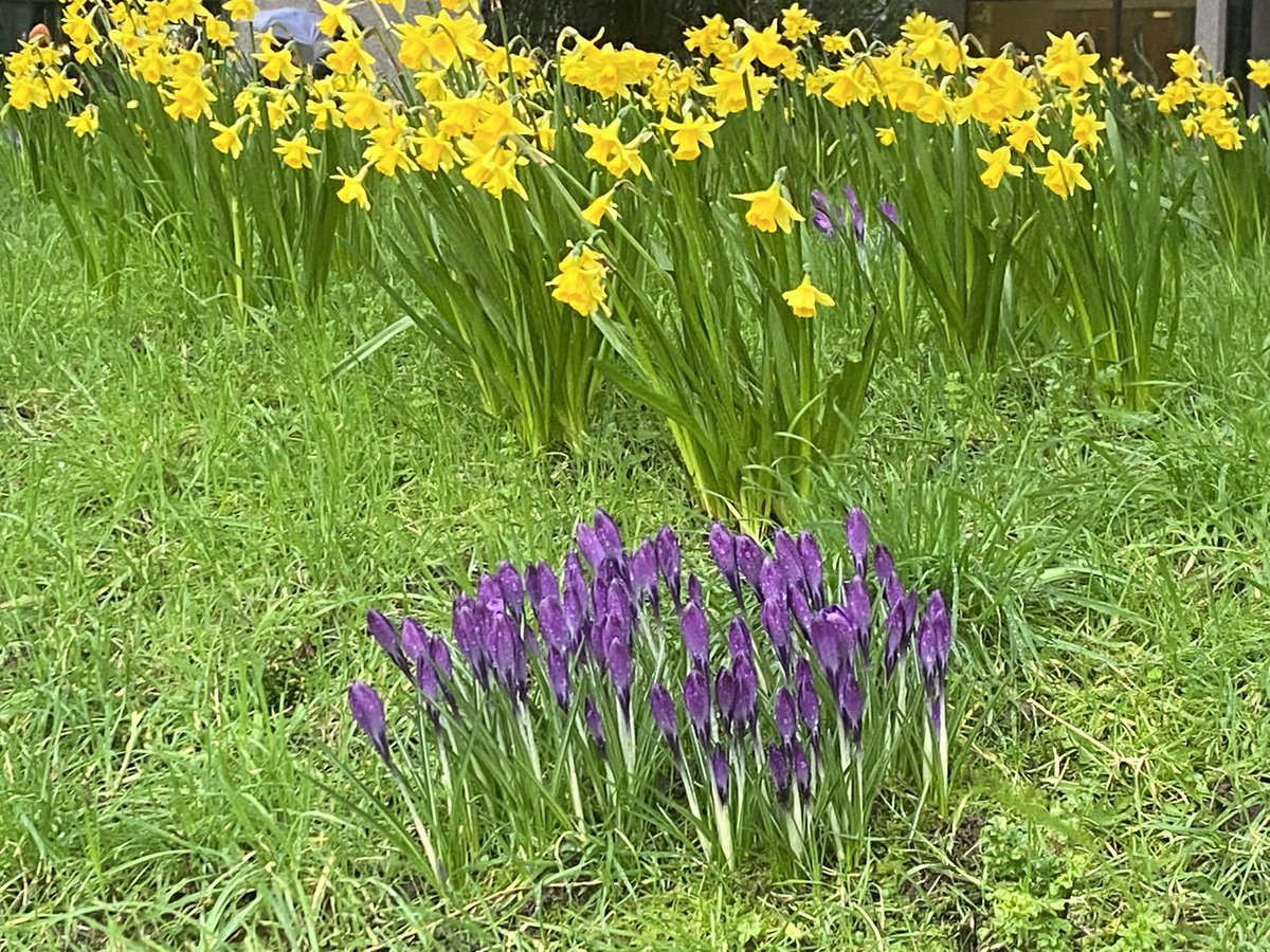 Gaeilge i nDámh an Oideachais CMgS tweet media