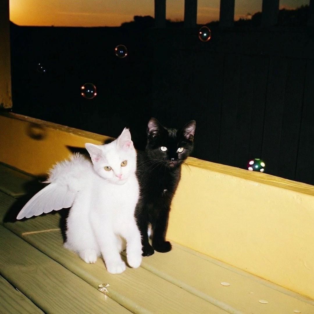 Black cats are not bad luck (@visualscat) on Twitter photo 
