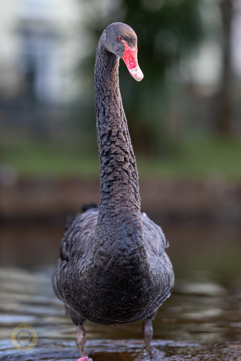 Here are four new photos of our much-loved Dawlish Black Swans, including a special shot of our adorable 2-week-old cygnets! 😍🐣

Swipe through and let me know – which photo is your favourite? ⬇️

📸 <a href="/BeachCamsMan/">Beach Cams Man</a>

#DawlishBlackSwans #CygnetsGrowingUp #CoastalWildlife
