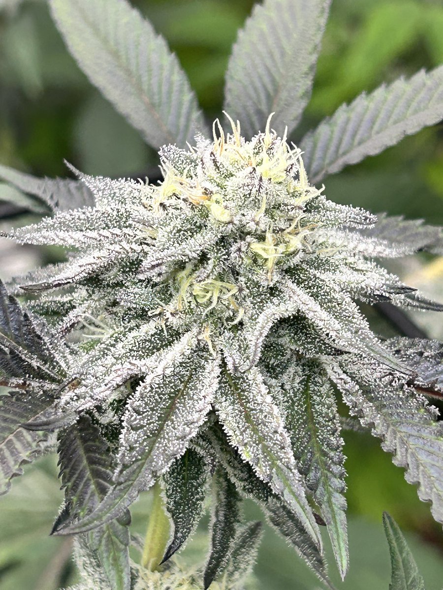 Randy_Grows's tweet image. Animal Tsunami cut at 6 weeks