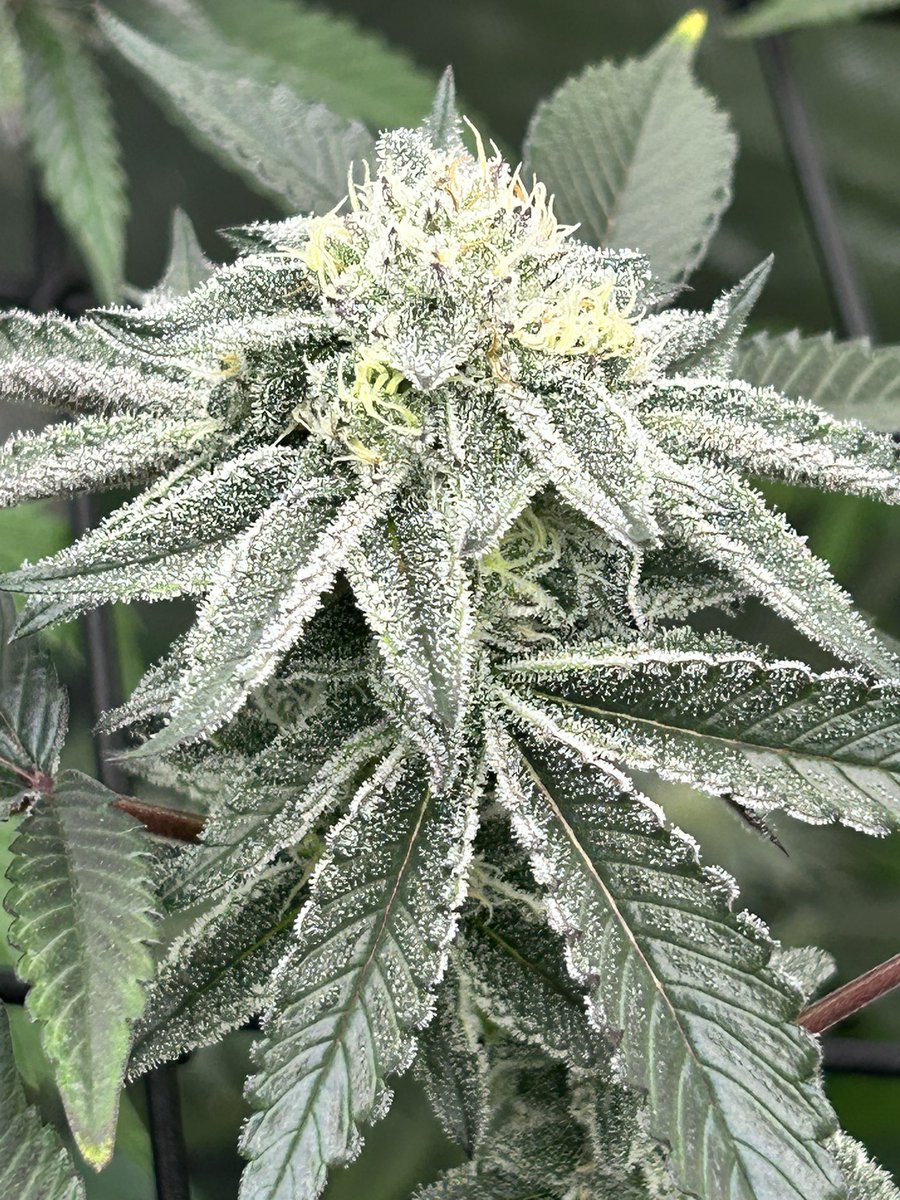 Randy_Grows's tweet image. Animal Tsunami cut at 6 weeks