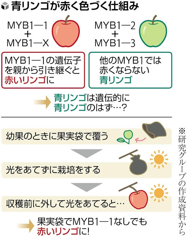研究】遺伝子組み替えず青リンゴを赤リンゴに、弘前大などが仕組み解明