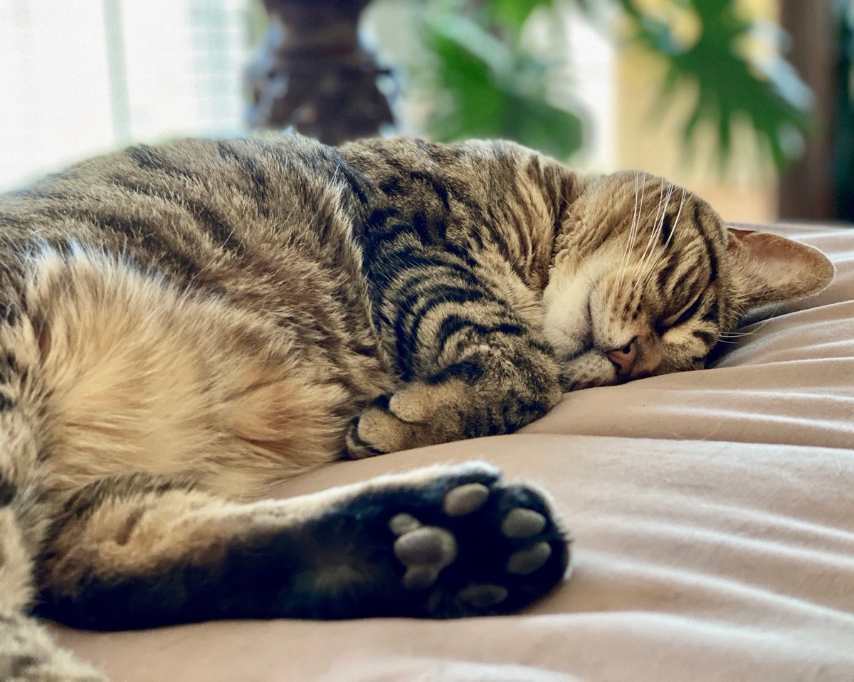 “Cats: the only creatures capable of sleeping 20 hours a day and still being tired.”