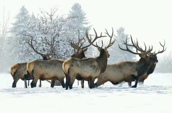 StayInJasper's tweet photo. Elk are among the "big six" animals routinely seen in #jaspernationalpark Only males have antlers-and they'll shed soon as new growth starts! Small rodents like ground squirrels and voles feed on the calcium rich shed. Leave them if you find them!! https://t.co/JsT0sF9y20