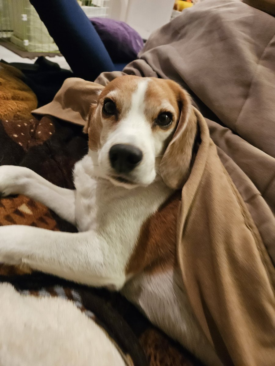 呼びました?🐶