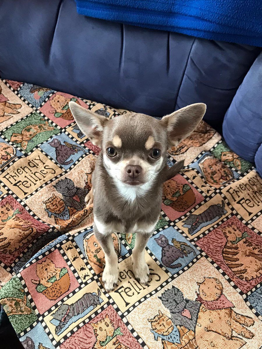 teamhugh's tweet photo. @vmuecke_k Mia the Chi 😻 https://t.co/8Z21K5xPY6