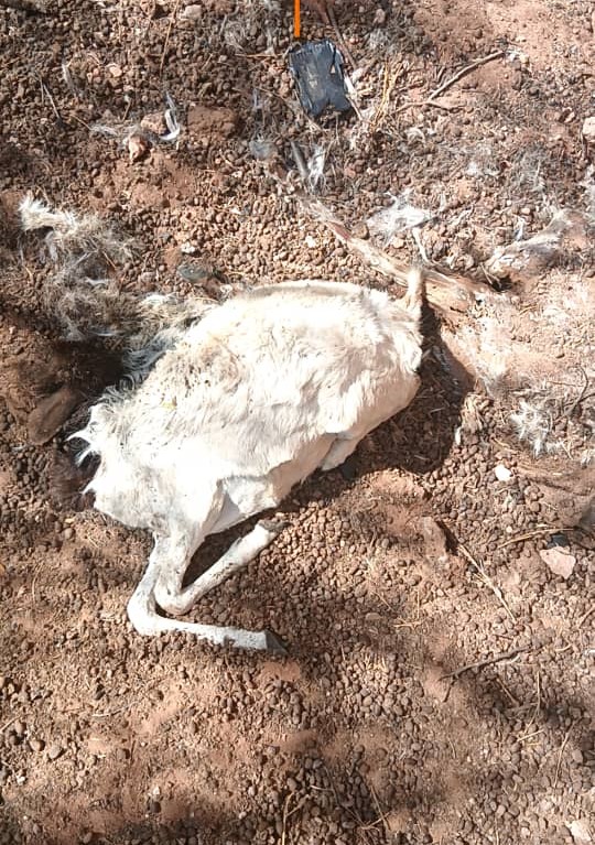 Reports from Xarardheere district, Galmudug, speak of livestock deaths related to prolonged drought conditions.

Xarardheere, is a hard-to-reach area. Local pastoralists are appealing for urgent support.

Partners have conducted a rapid assessment &amp; will share findings this week.
