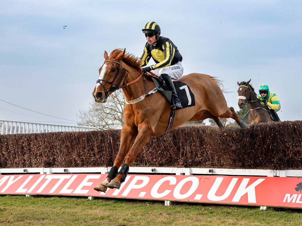 Clondaw Robin 🖤💛 12 years young and loving the game <a href="/plumptonraces/">Plumpton Racecourse</a> he’s a wonderful club horse for The Secret Circle and much loved at home 🖤💛