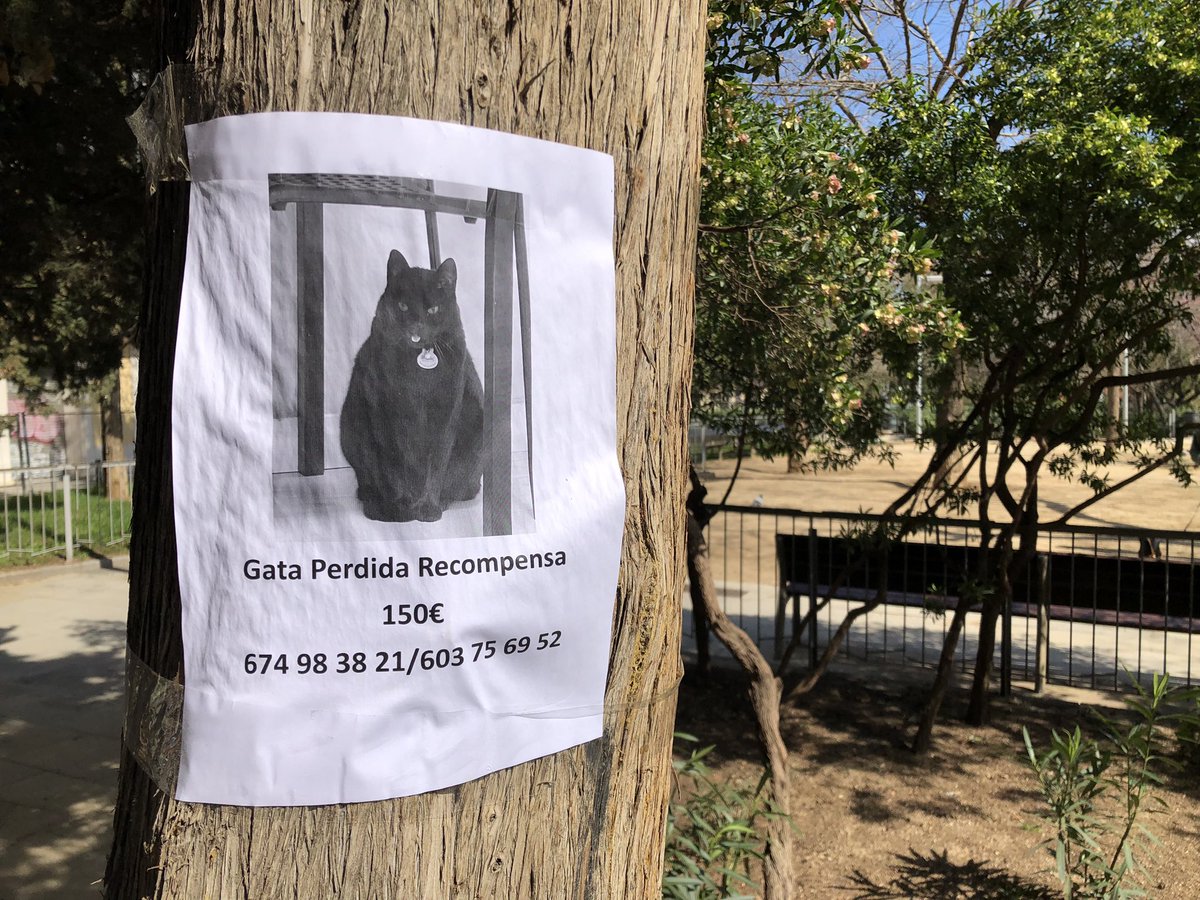 Gata perduda a La Bordeta