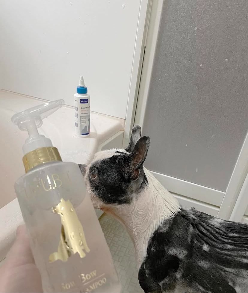 bowbow_t_a's tweet photo. うっとり洗われてくれたみたいです🥹
ボストンテリアの女の子、保護犬ちゃんらしいです✨
バウバウつかってくださる方は犬への愛情があって素敵な方が多いと感じてます✨

本当にいつもありがとうございます☺️

#わんちゃん #犬好きとつながりたい #しばちんず #犬用シャンプー https://t.co/GdNZ9WnosD
