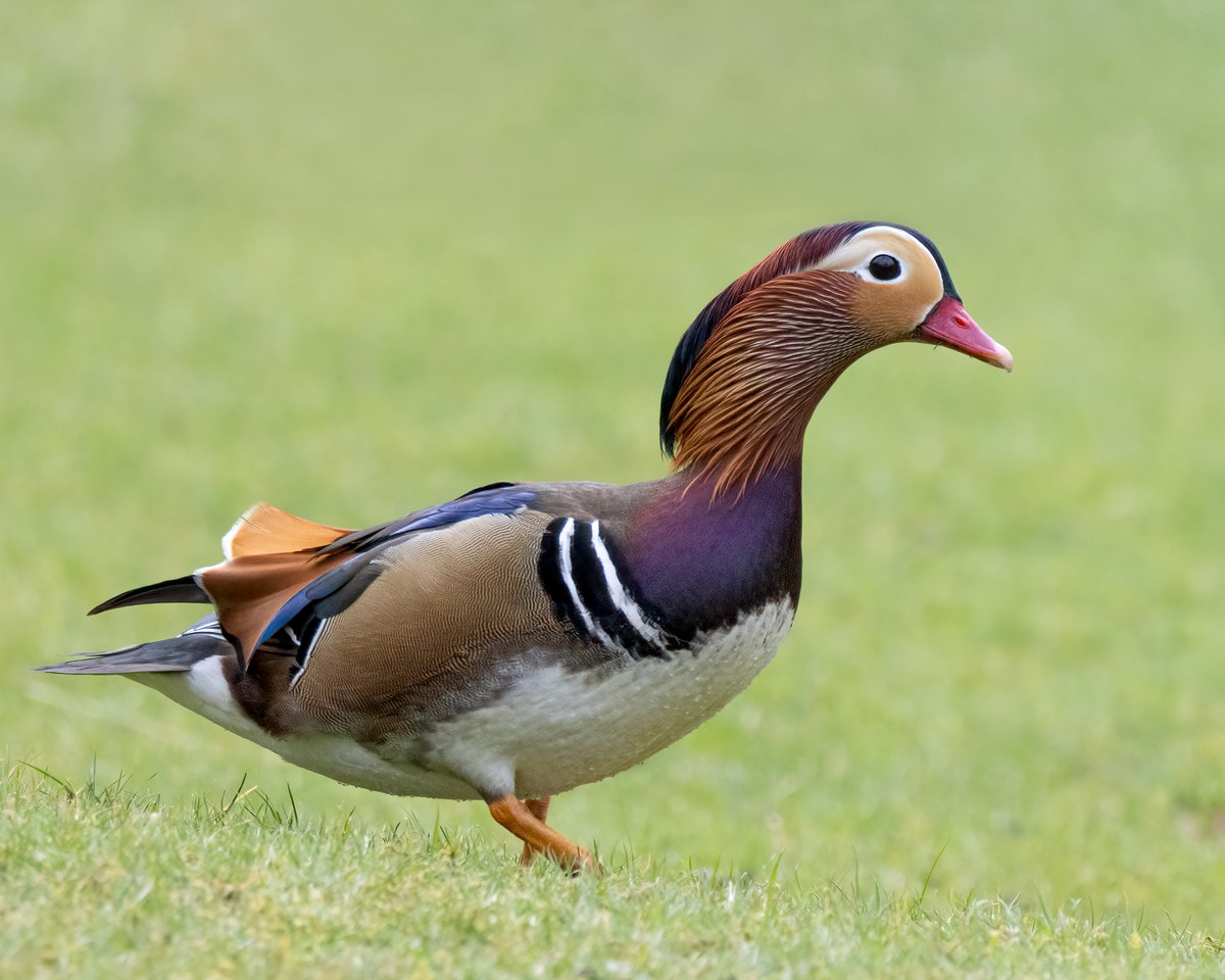 Michael Brady (@mbnewcastle) on Twitter photo Yesterday 15/03/2025 we counted 27 Mandarin ducks in one location along the Derwent Valley, County <a href="/DurhamBirdClub/">Durham Bird Club</a> <a href="/durhamwildlife/">DurhamWildlifeTrust</a> <a href="/WildlifeMag/">BBC Wildlife</a> <a href="/BBCSpringwatch/">BBC Springwatch</a> beautiful sight. Yesterday 15/03/2025 we counted 27 Mandarin ducks in one location along the Derwent Valley, County <a href="/DurhamBirdClub/">Durham Bird Club</a> <a href="/durhamwildlife/">DurhamWildlifeTrust</a> <a href="/WildlifeMag/">BBC Wildlife</a> <a href="/BBCSpringwatch/">BBC Springwatch</a> beautiful sight.